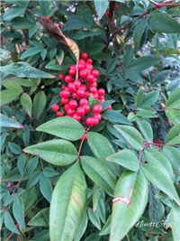 8fca8ffe-20181104 Nandina.jpg